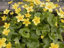   Caltha polypetala , emersed; photo: Mauro Bergamo copy; Water Plants Italy 