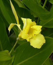  Canna  sp. flower; photo: S.L. Winterton