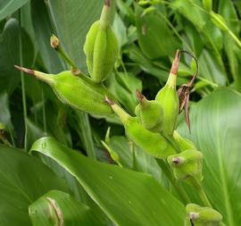  Canna  sp. fruit; photo: S.L. Winterton