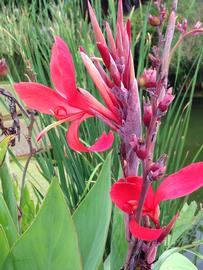  Canna  sp. inflorescence; photo: S.L. Winterton