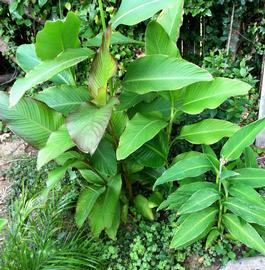  Canna  sp. leaves; photo: S.L. Winterton