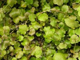   Cardamine lyrata , emersed; photo: S.L. Winterton 