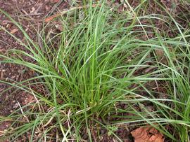  Carex cherokeensis ; photo: S.L. Winterton