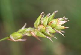  Carex cherokeensis  inflorescence - spikelets; photo: S.L. Winterton