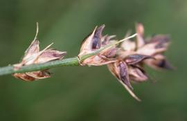  Carex flacca  inflorescence - spikelets; photo: S.L. Winterton