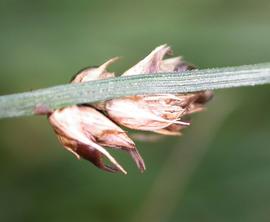  Carex flacca  inflorescence - spikelets; photo: S.L. Winterton