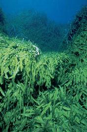   Caulerpa taxifolia , submersed; photo copy; R. Woodfield, Merkel amp; Associates 