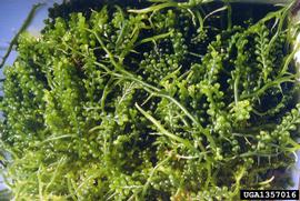   Caulerpa racemosa , submersed; photo copy; R. Woodfield, Merkel amp; Associates, www.forestryimages.org 