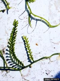   Caulerpa racemosa ; photo copy; R. Woodfield, Merkel amp; Associates, www.forestryimages.org 