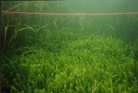   Caulerpa taxifolia , submersed; photo copy; R. Woodfield, Merkel amp; Associates 