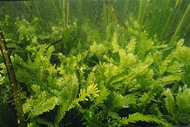   Caulerpa taxifolia ; photo copy; R. Woodfield, Merkel amp; Associates 