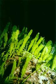   Caulerpa taxifolia , submersed; photo copy; R. Woodfield, Merkel amp; Associates 