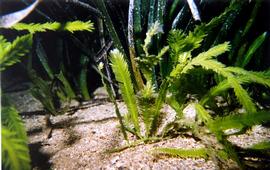   Caulerpa taxifolia , submersed; photo copy; R. Woodfield, Merkel amp; Associates 