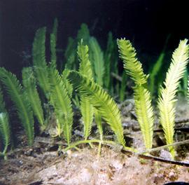   Caulerpa taxifolia , submersed; photo copy; R. Woodfield, Merkel amp; Associates 