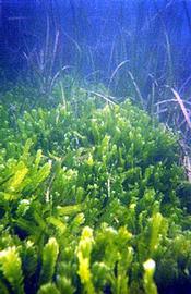   Caulerpa taxifolia , submersed; photo copy; R. Woodfield, Merkel amp; Associates 