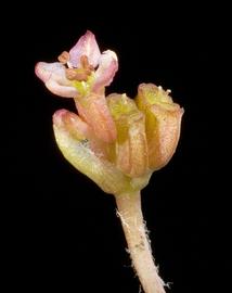   Centella asatica  flower; photo copy; Kevin Thiele 