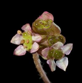   Centella asatica  flowers; photo copy; Kevin Thiele 