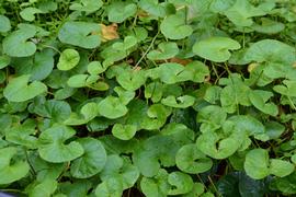   Centella asiatica , emersed; photo: S.L. Winterton 