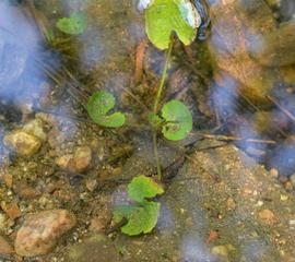   Centella asiatica , submersed; photo: S.L. Winterton 