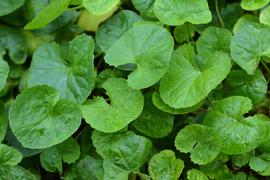   Centella asiatica  leaves; photo: S.L. Winterton 