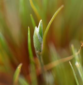   Centrolepis drummondiana  inflorescence; photo: S.L. Winterton 