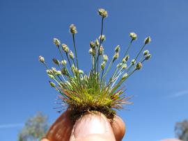  Centrolepis strigosa  plant; photo copy; Harry Rose