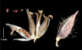  Centrolepis strigosa  fruits and seeds; release of seed from fruits (capsules) and from within the folds of the papery secondary bracts; photo copy; Landcare Research, K.A. Ford 