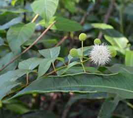   Cephalanthus occidentalis  flower heads; photo: S.L. Winterton 