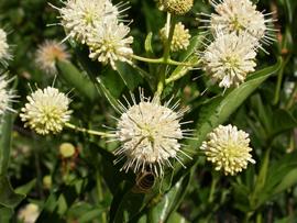   Cephalanthus occidentalis  flower heads; photo: S.L. Winterton 