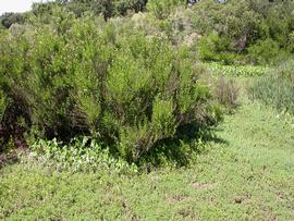   Cephalanthus occidentalis ; photo: S.L. Winterton 