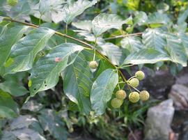   Cephalanthus occidentalis  leaves and flower heads; photo: S.L. Winterton 