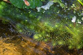   Ceratophyllum submersum , submersed; photo: S.L. Winterton 