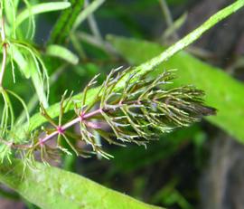   Ceratophyllum submersum  leaf, submersed; photo: S.L. Winterton 