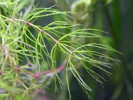   Ceratophyllum submersum  leaves, submersed; photo: S.L. Winterton 