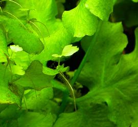   Ceratopteris cornuta  plantlets, submersed; photo: S.L. Winterton 