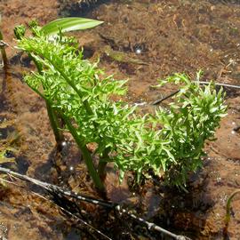   Ceratopteris thalictroides , emersed; photo: S.L. Winterton 