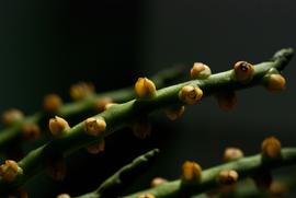   Chamaedorea  sp. flowers; photo copy; Shih Shiuan Wilson Kao 