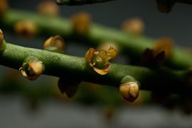   Chamaedorea  sp. flower; photo copy; Shih Shiuan Wilson Kao 