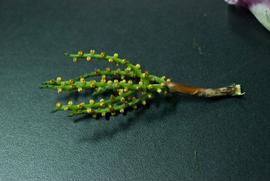   Chamaedorea  sp. inflorescence; photo copy; Shih Shiuan Wilson Kao 