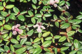   Chamaegigas intrepidus  floating leaves and flowers; photo copy; Herta Kolberg 