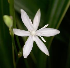   Chlorophytum comosum  flower; photo: S.L. Winterton 