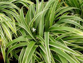   Chlorophytum comosum ; photo: S.L. Winterton 