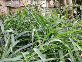   Chlorophytum comosum ; photo: S.L. Winterton 