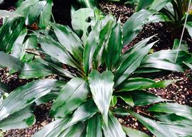   Chlorophytum filipendulum ; photo: S.L. Winterton 