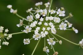   Cicuta maculata  flowers; photo copy; John Gwaltney 