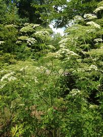   Cicuta maculata  inflorescence; photo: S.L. Winterton 