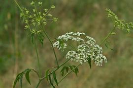   Cicuta maculata  inflorescence; photo copy; Layla Dishman 