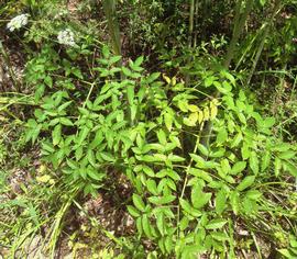   Cicuta maculata  leaves; photo: S.L. Winterton 