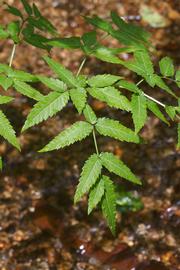   Cicuta maculata leaves ; photo copy; Layla Dishman 