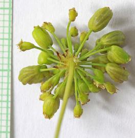  Cicuta maculata  fruits; photo copy; Andrey Zharkikh